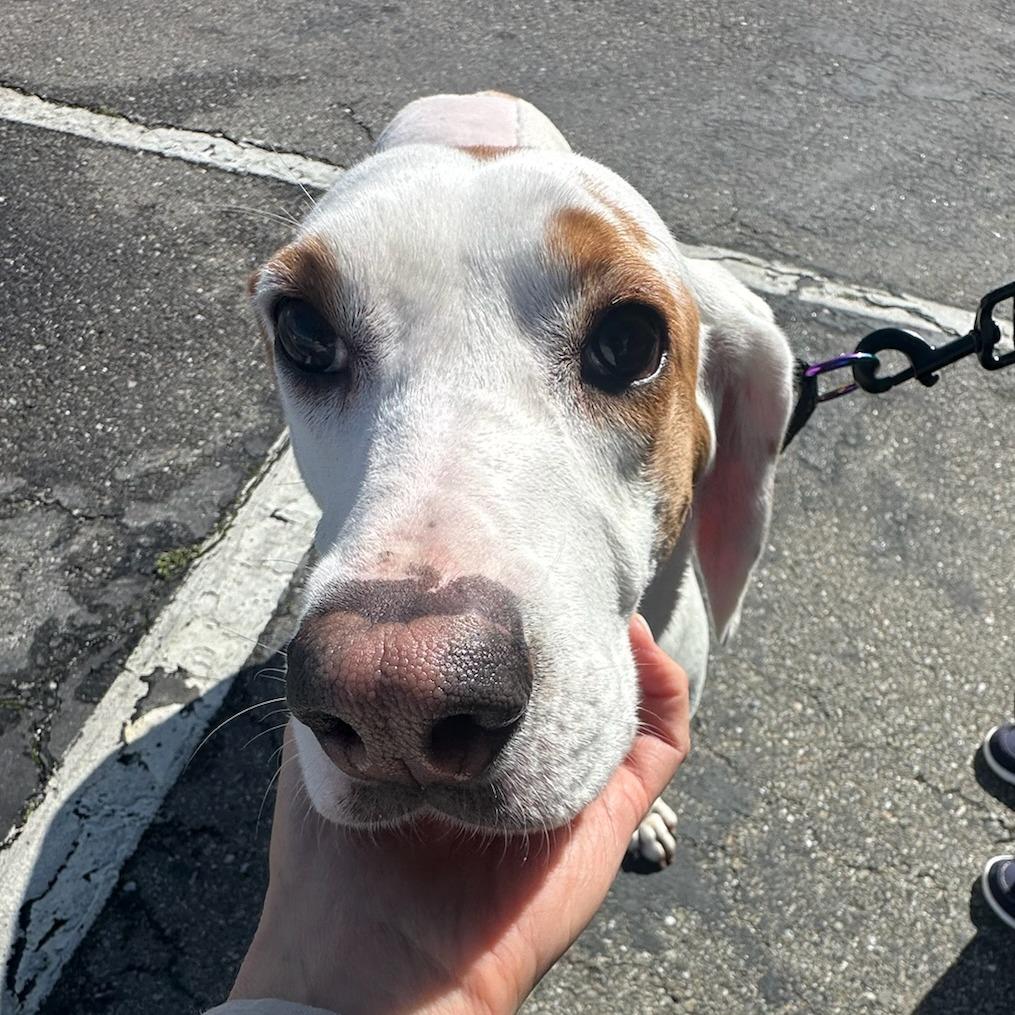Enlarge Brie, a Adoptable Hound in Nowata, OK image 3/4