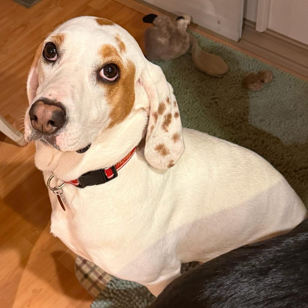 Enlarge Brie, a Adoptable Hound in Nowata, OK image 4/4