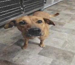 Flower (A115176), Adoptable, Adult Female German Shepherd Dog.