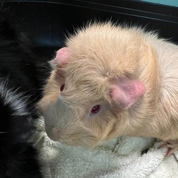 Mayhem, Adoptable, Adult Female Guinea Pig.