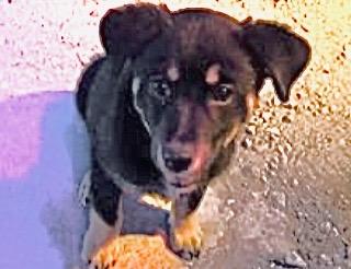 A651169 — thumbnail 2