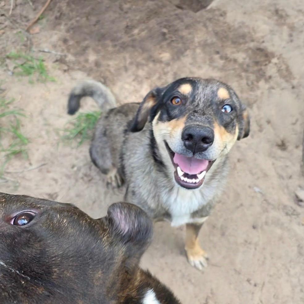 Captain, Adoptable, Young Male Mixed Breed.