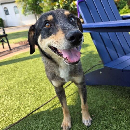 Captain, a Adoptable Mixed Breed in Jersey City, NJ image 2/5