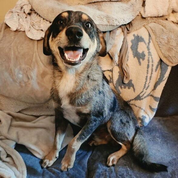 Captain, a Adoptable Mixed Breed in Jersey City, NJ image 4/5
