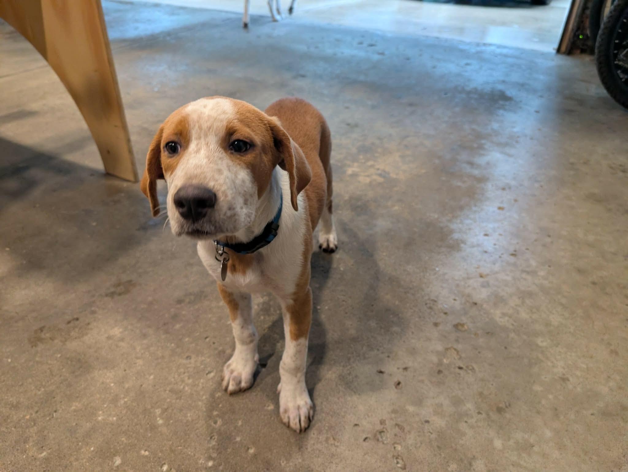 Enlarge Loki, a Adoptable Mixed Breed in De Pere, WI image 2/3