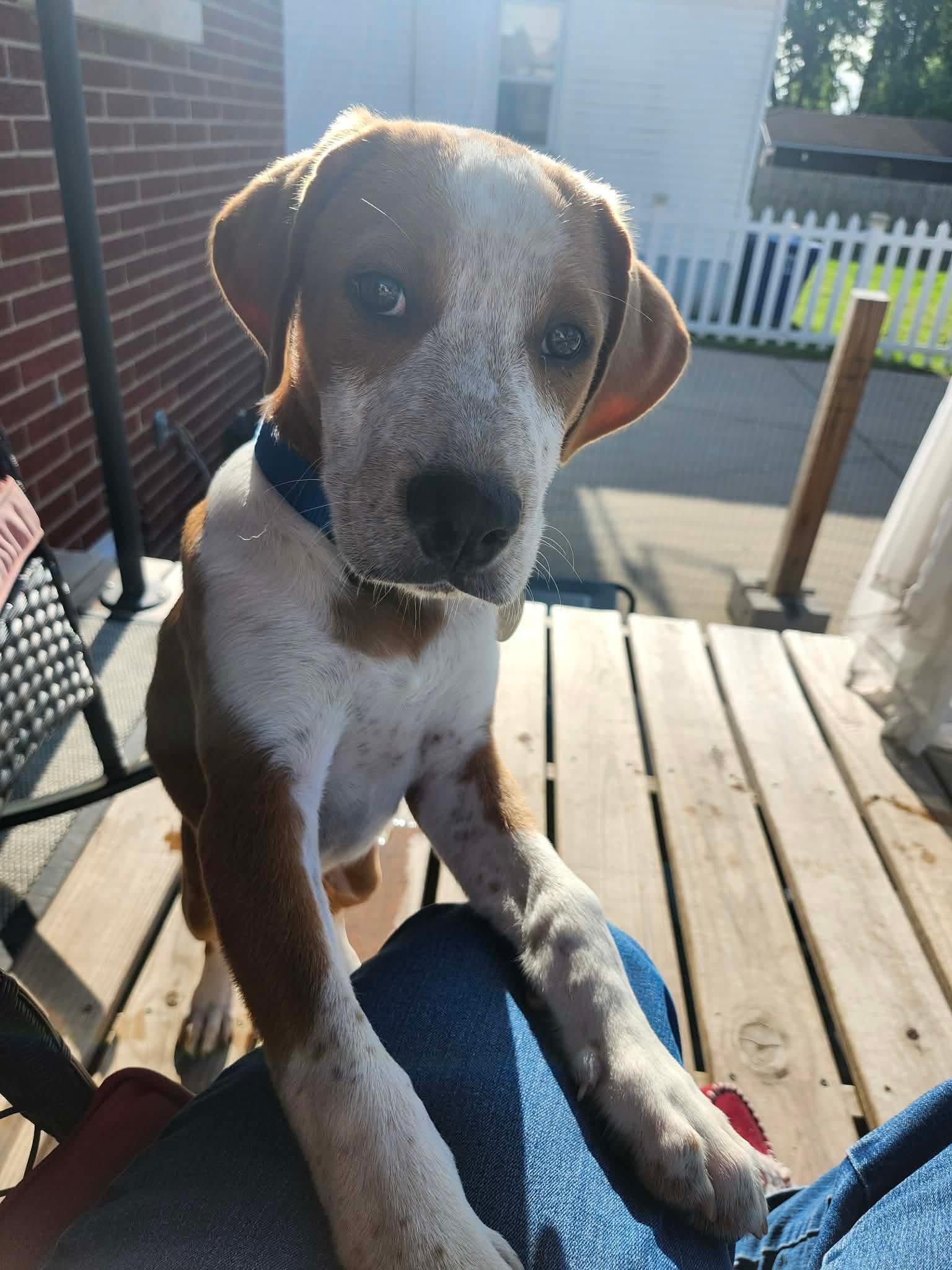Enlarge Loki, a Adoptable Mixed Breed in De Pere, WI image 1/3