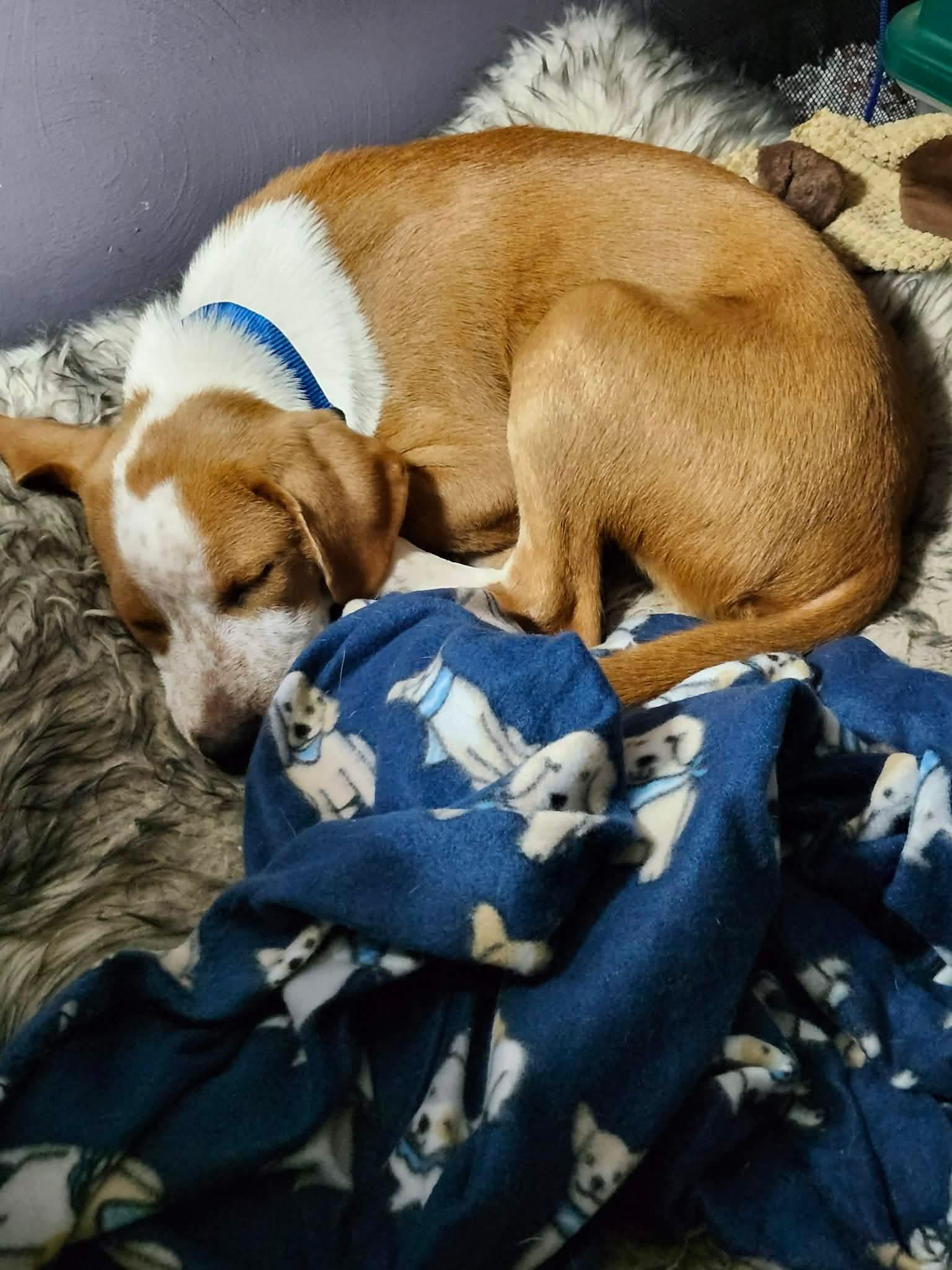 Enlarge Loki, a Adoptable Mixed Breed in De Pere, WI image 3/3