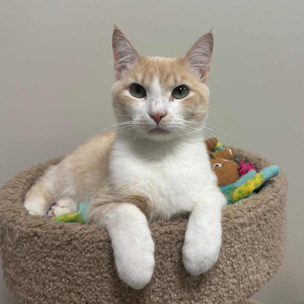 Sweet Thang, Adoptable, Young Male Domestic Short Hair.