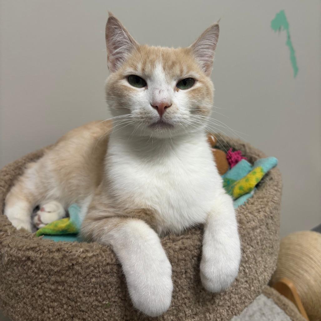 Sweet Thang, a Adoptable Domestic Short Hair in Gainesville, FL image 2/6