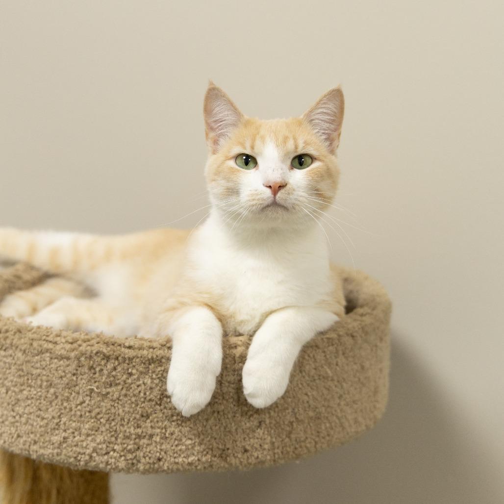 Sweet Thang, a Adoptable Domestic Short Hair in Gainesville, FL image 3/6