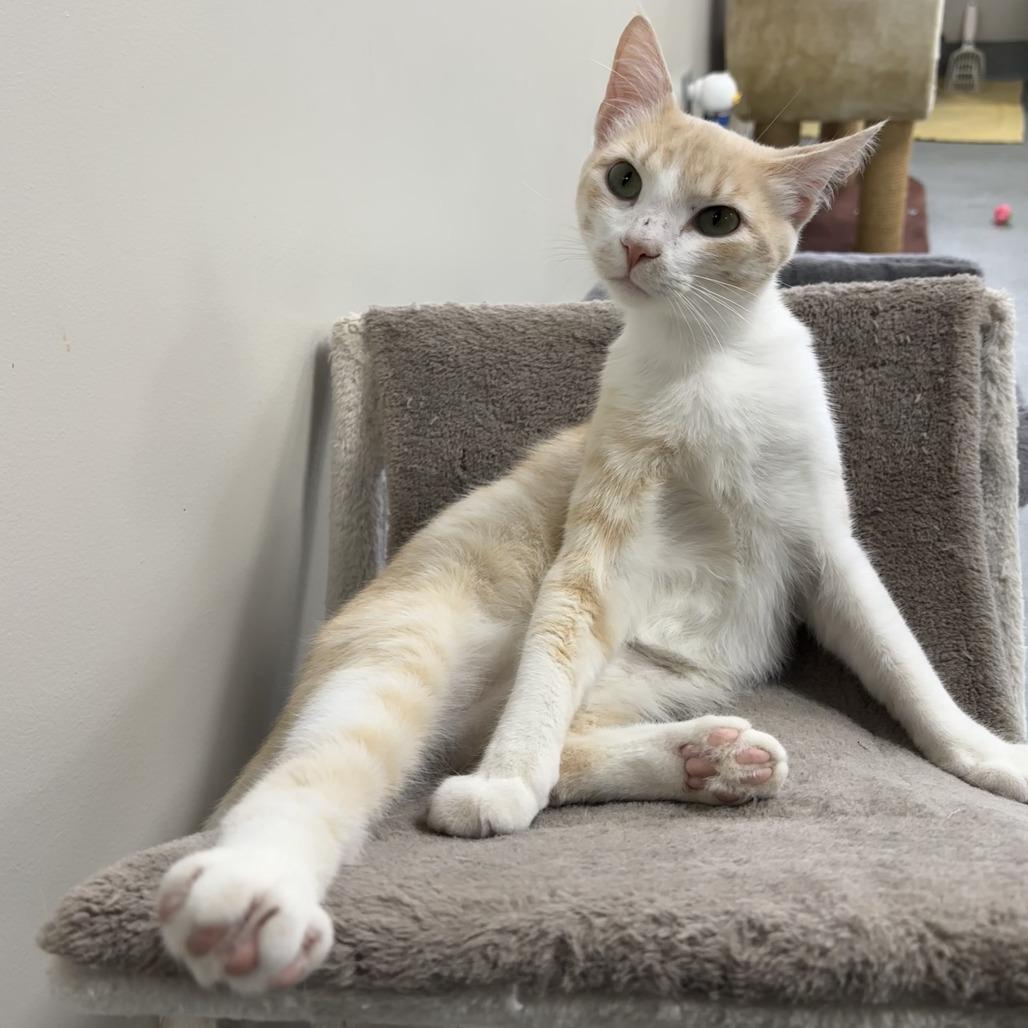 Sweet Thang, a Adoptable Domestic Short Hair in Gainesville, FL image 4/6