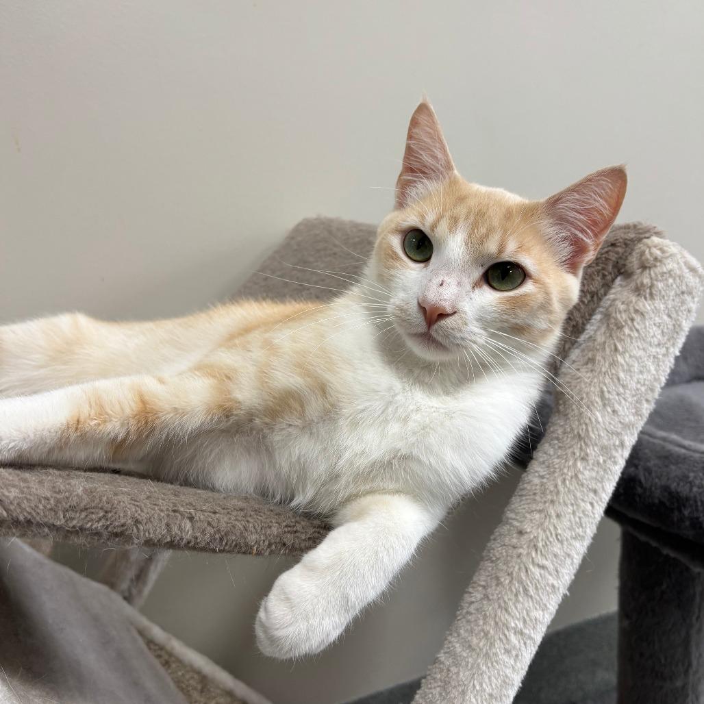 Sweet Thang, a Adoptable Domestic Short Hair in Gainesville, FL image 5/6