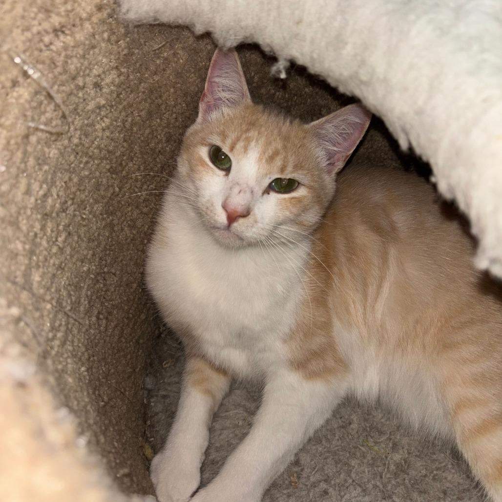 Sweet Thang, a Adoptable Domestic Short Hair in Gainesville, FL image 6/6