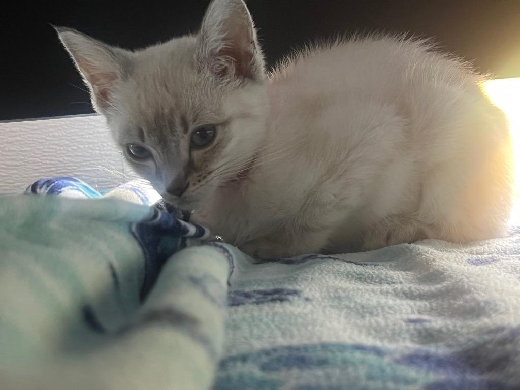 Bailey (PA), Adopted, Kitten Female Siamese.