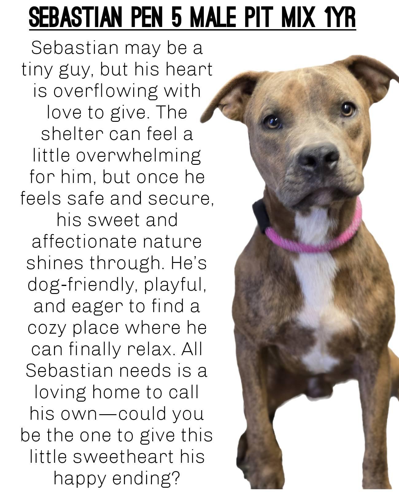 Sebastian, Adopted, Adult Male Pit Bull Terrier.