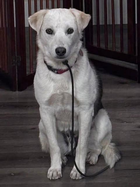 Toby, a ADOPTABLE Mixed Breed in Chino valley, AZ image 2/2