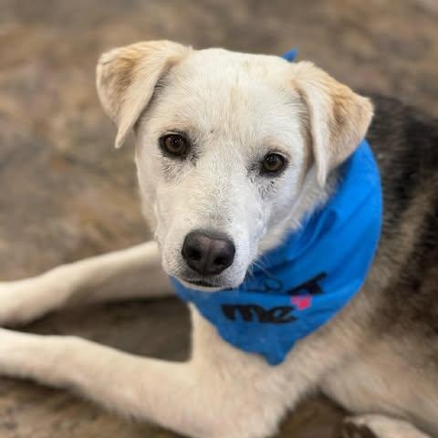 Toby, ADOPTABLE, Adult Male Mixed Breed.
