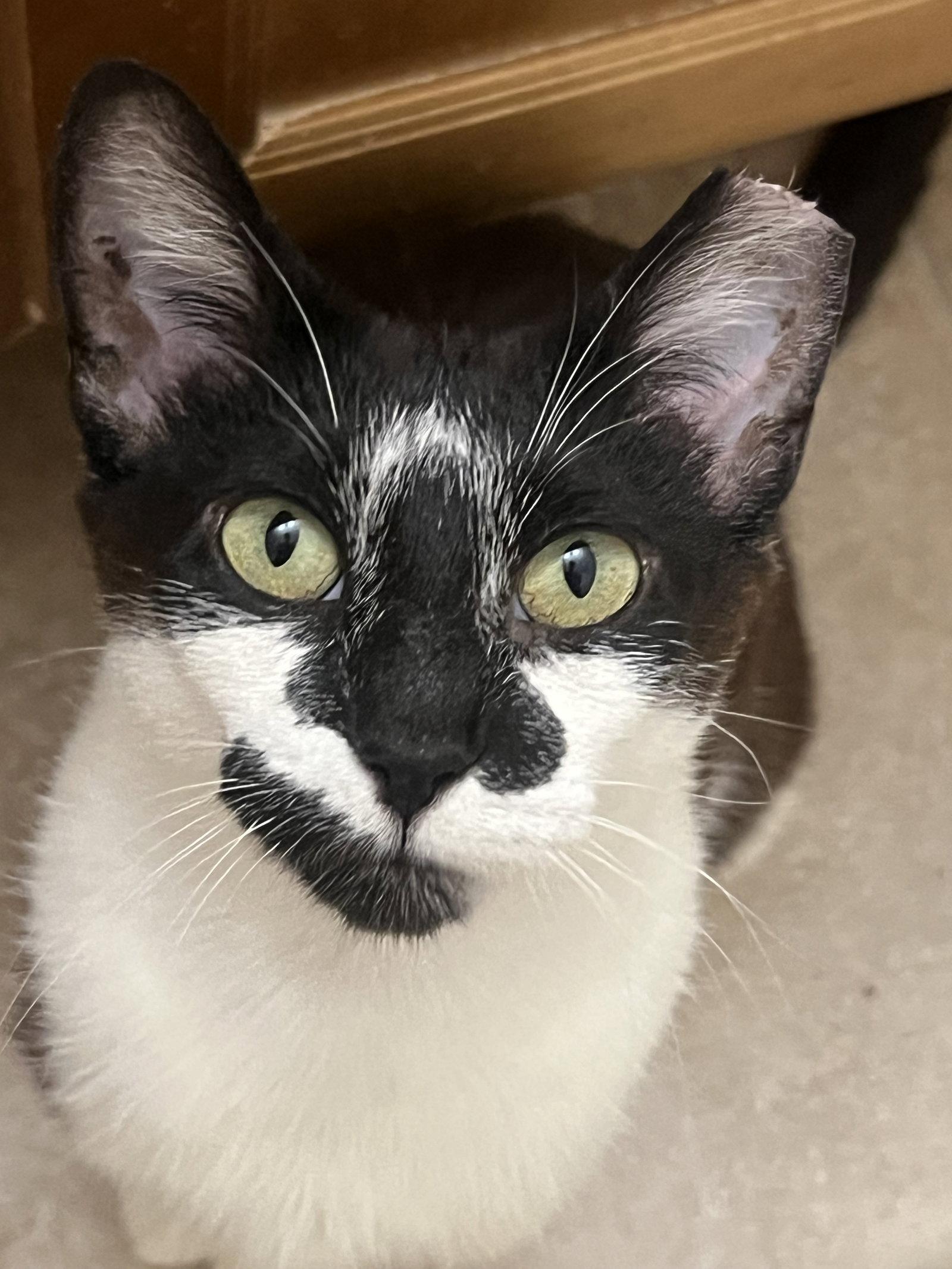 Clarabelle, Adoptable, Adult Female Domestic Short Hair.