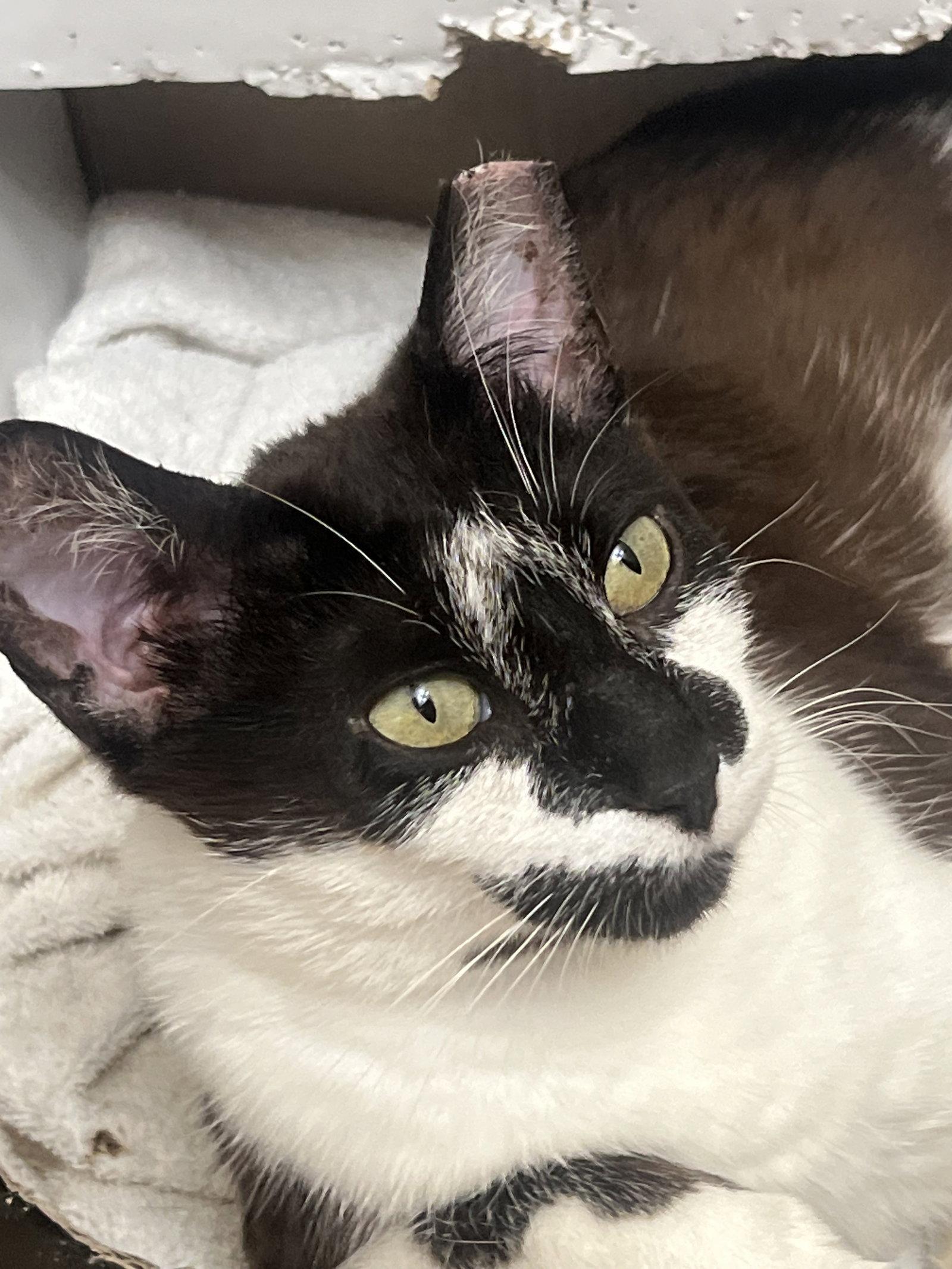 Enlarge Clarabelle, a Adoptable Domestic Short Hair in Wheaton, IL image 2/3