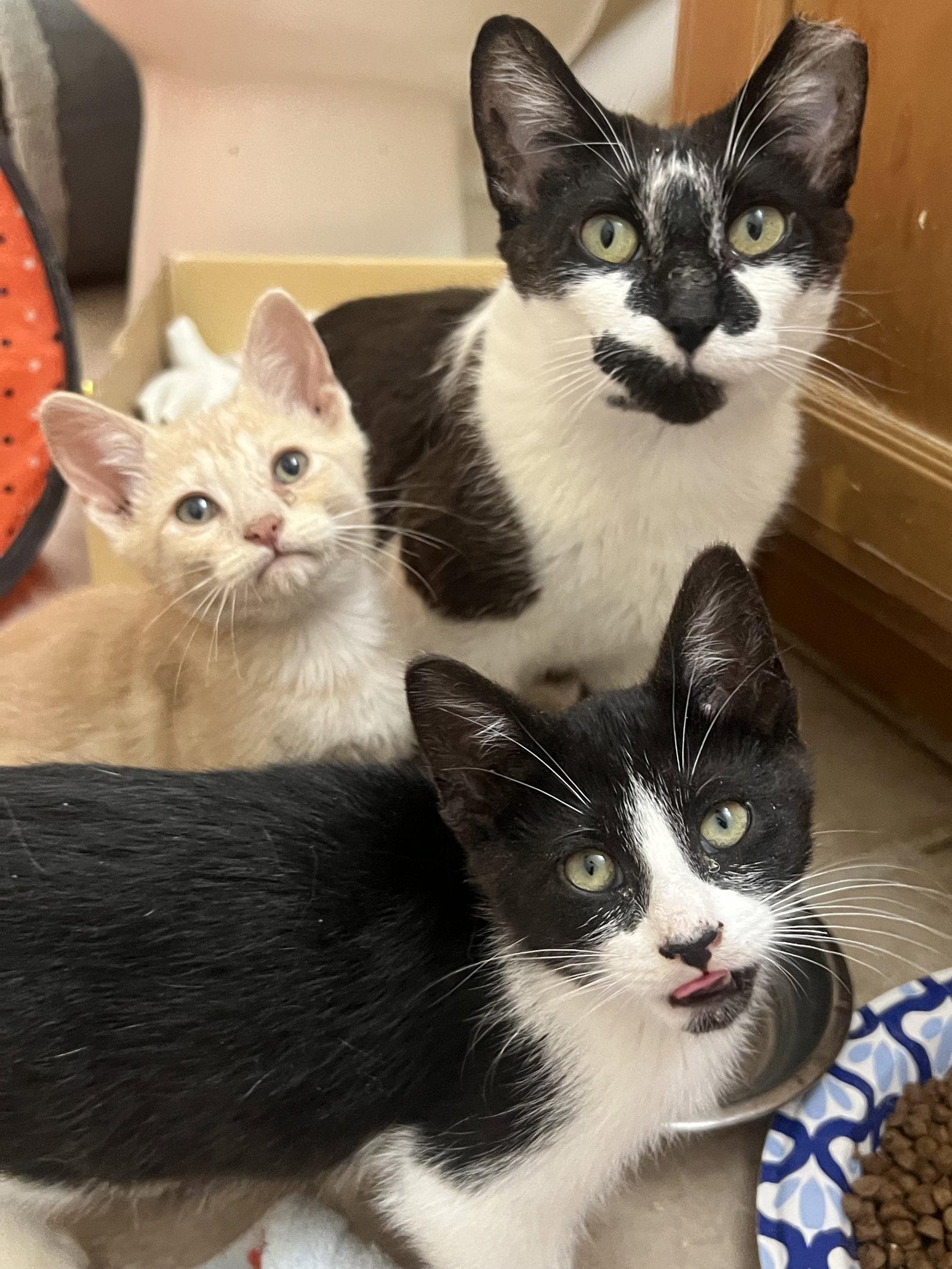 Enlarge Clarabelle, a Adoptable Domestic Short Hair in Wheaton, IL image 3/3