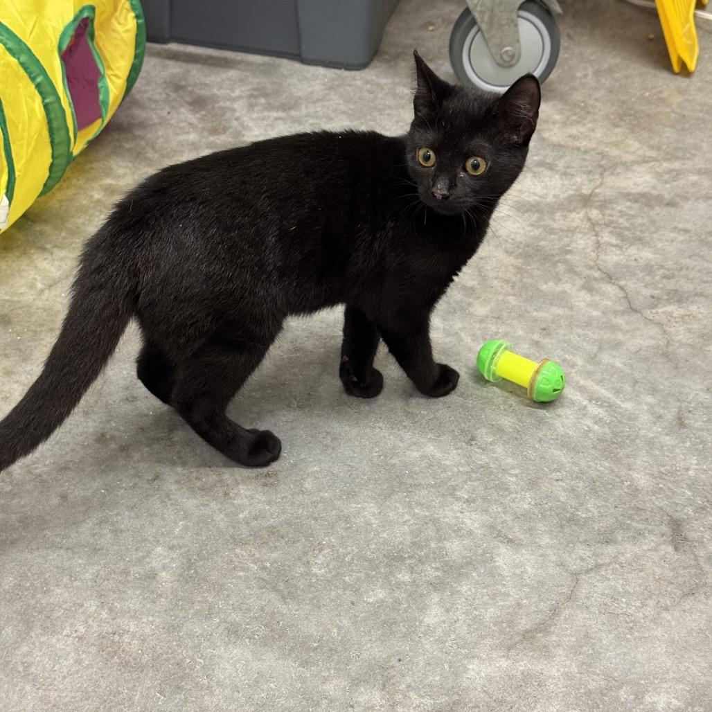 Enlarge Rose, a Adoptable Domestic Short Hair in Mount Gilead, NC image 2/2