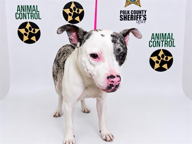 SOFIE, Adoptable, Adult Female Catahoula Leopard Dog & Mixed Breed.