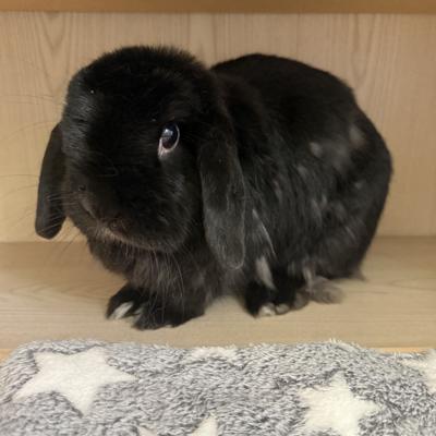 Enlarge Raven, a Adopted Holland Lop in Totowa, NJ image 1/4