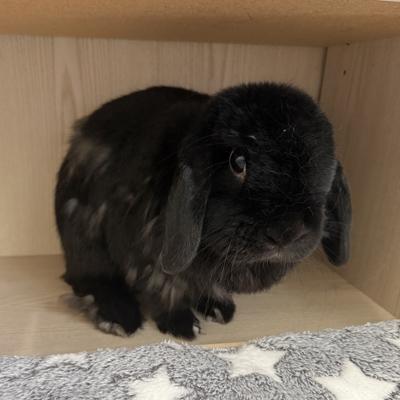 Enlarge Raven, a Adopted Holland Lop in Totowa, NJ image 2/4