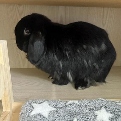 Enlarge Raven, a Adopted Holland Lop in Totowa, NJ image 4/4