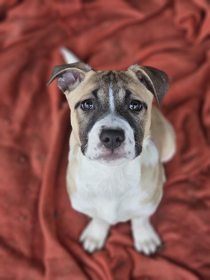 Enlarge Mel, an adopted mixed breed in Winona, MN image 3/6