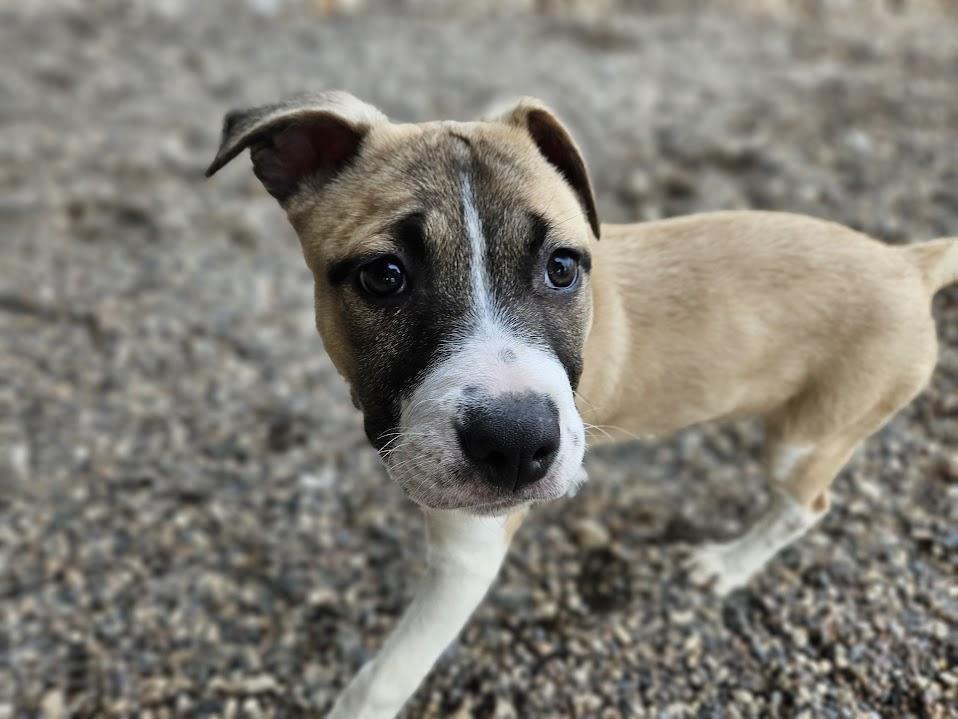 Enlarge Mel, an adopted mixed breed in Winona, MN image 2/6