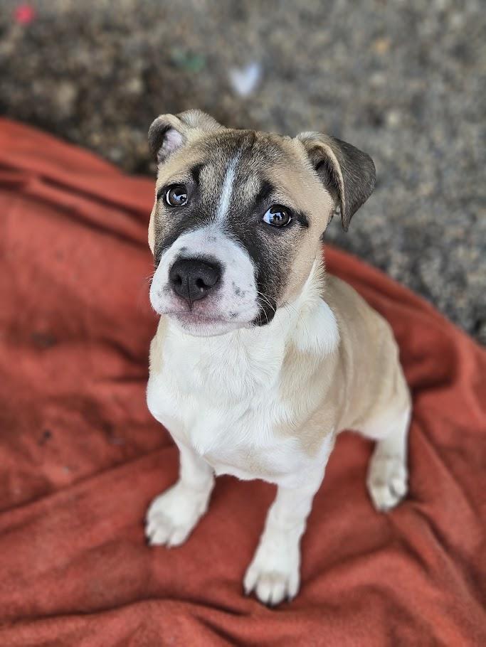 Enlarge Mel, an adopted mixed breed in Winona, MN image 5/6