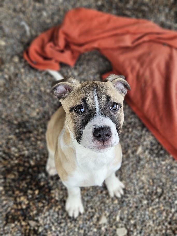 Enlarge Mel, an adopted mixed breed in Winona, MN image 6/6