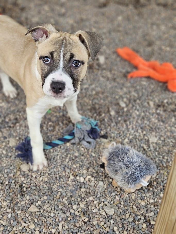 Enlarge Mel, an adopted mixed breed in Winona, MN image 4/6