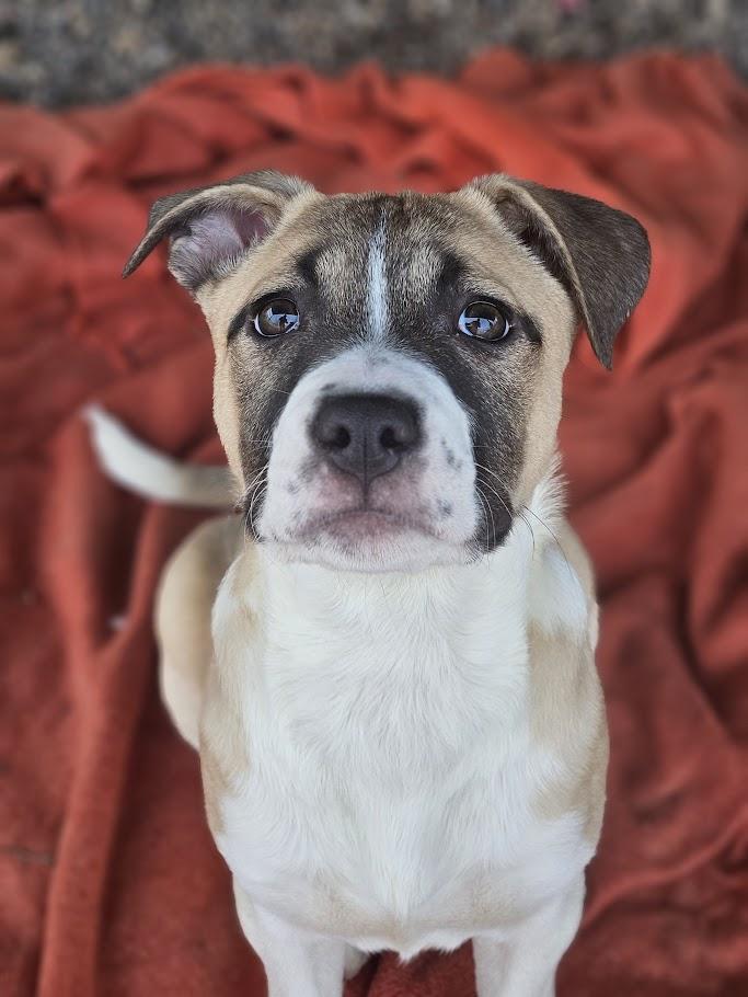 Enlarge Mel, an adopted mixed breed in Winona, MN image 1/6