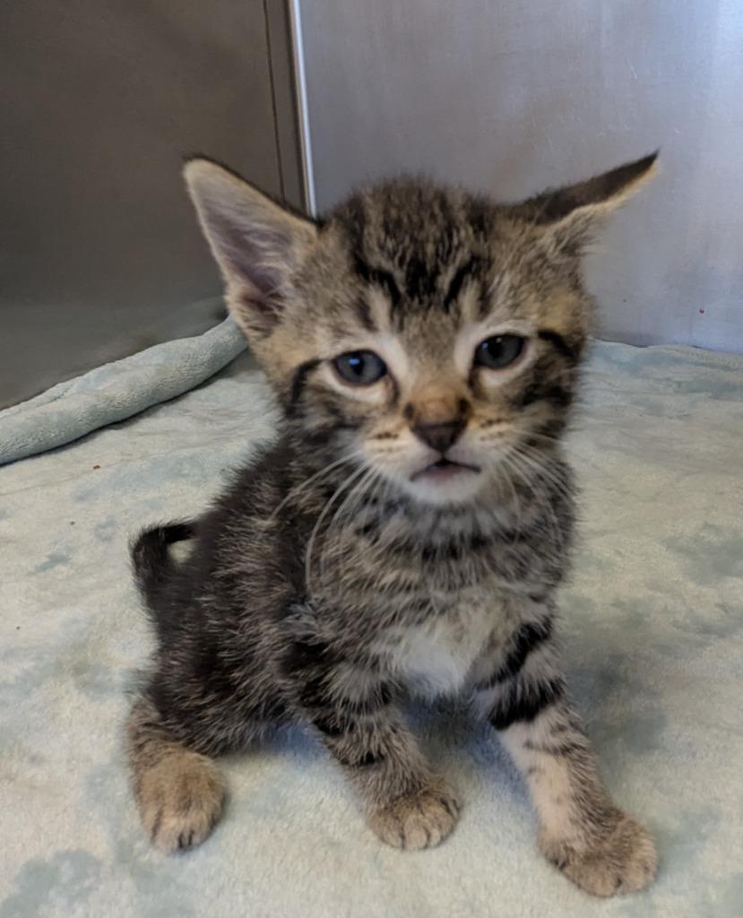 Enlarge Quigley, a Adopted mixed breed in Liverpool, NY image 1/1