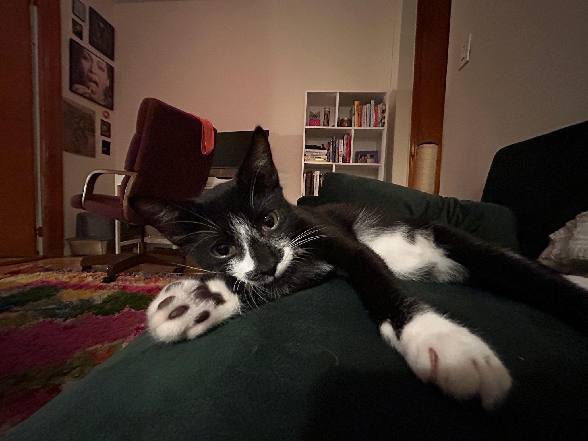 Maurice, adopted, Kitten Male American Shorthair.