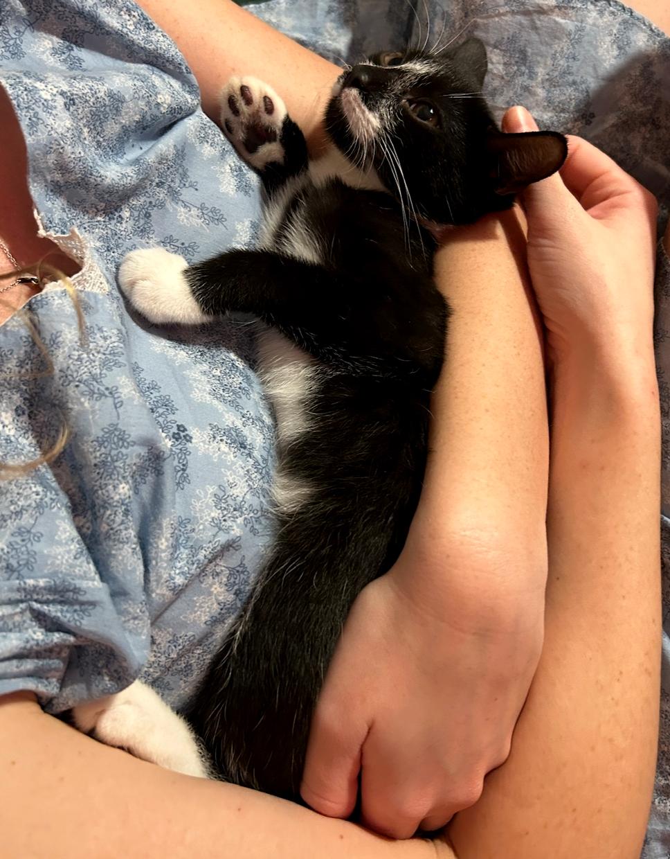 Maurice, an adopted American Shorthair in Brooklyn, NY image 2/3