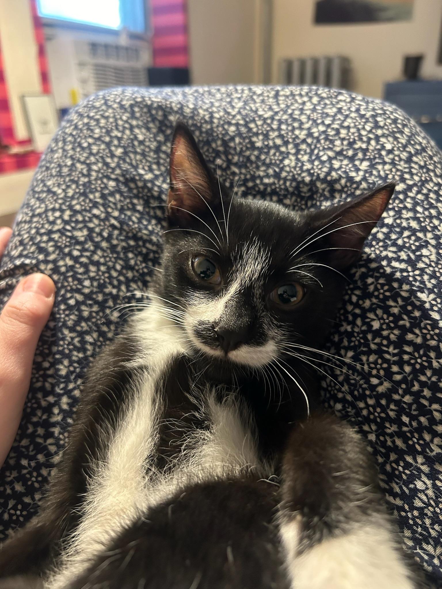 Maurice, an adopted American Shorthair in Brooklyn, NY image 3/3
