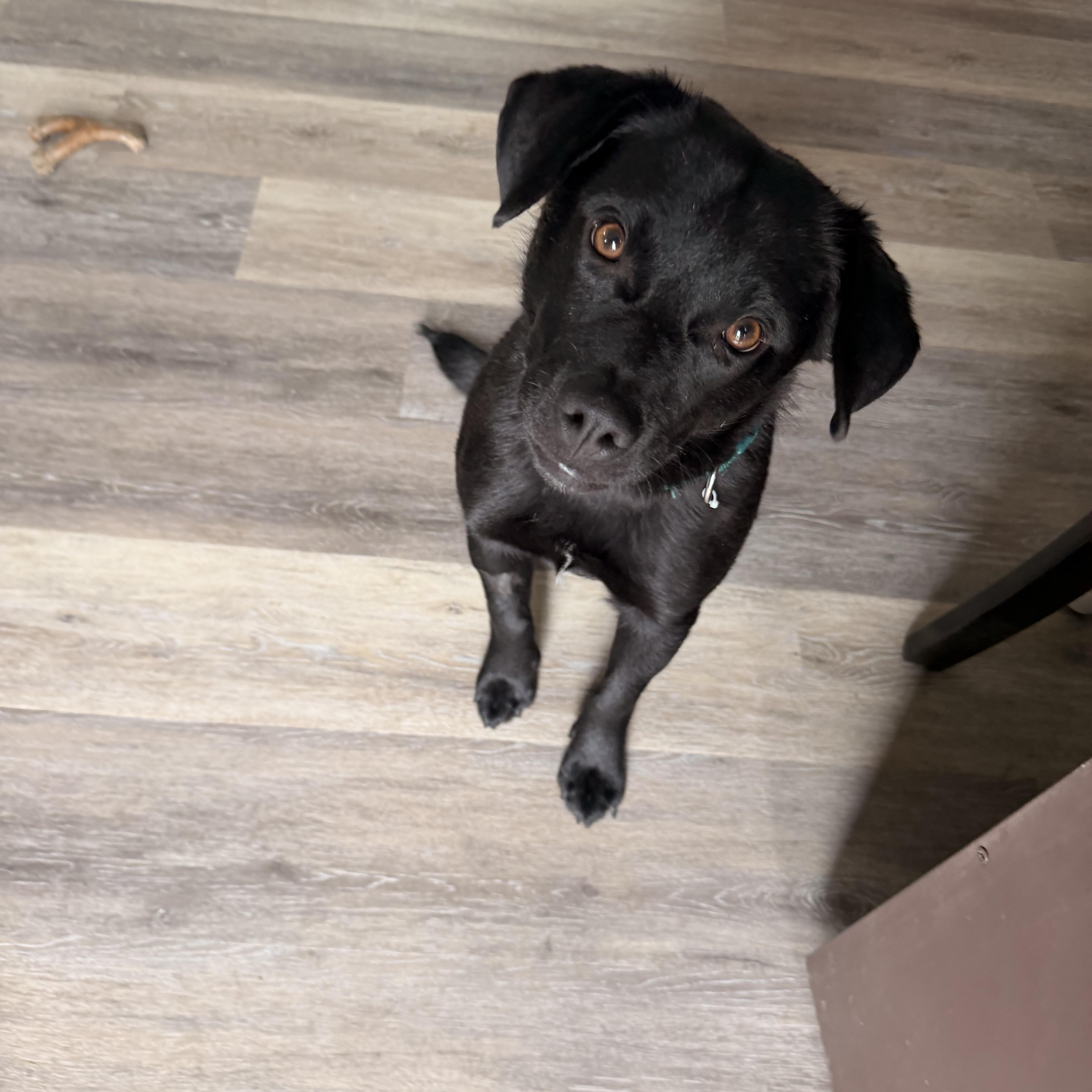 Maxx, an adopted Mixed Breed in Sioux Falls, SD image 1/5