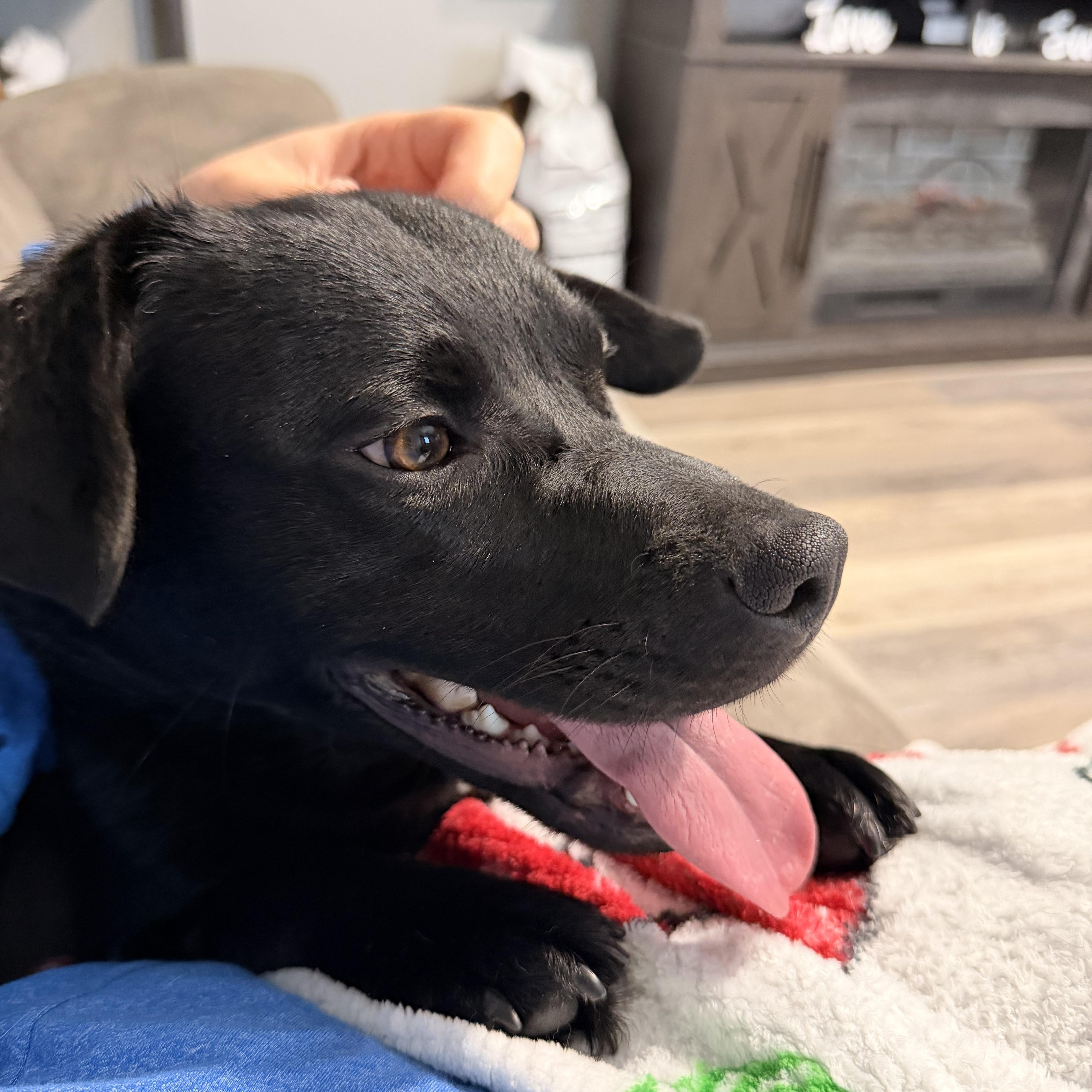 Maxx, an adopted Mixed Breed in Sioux Falls, SD image 2/5
