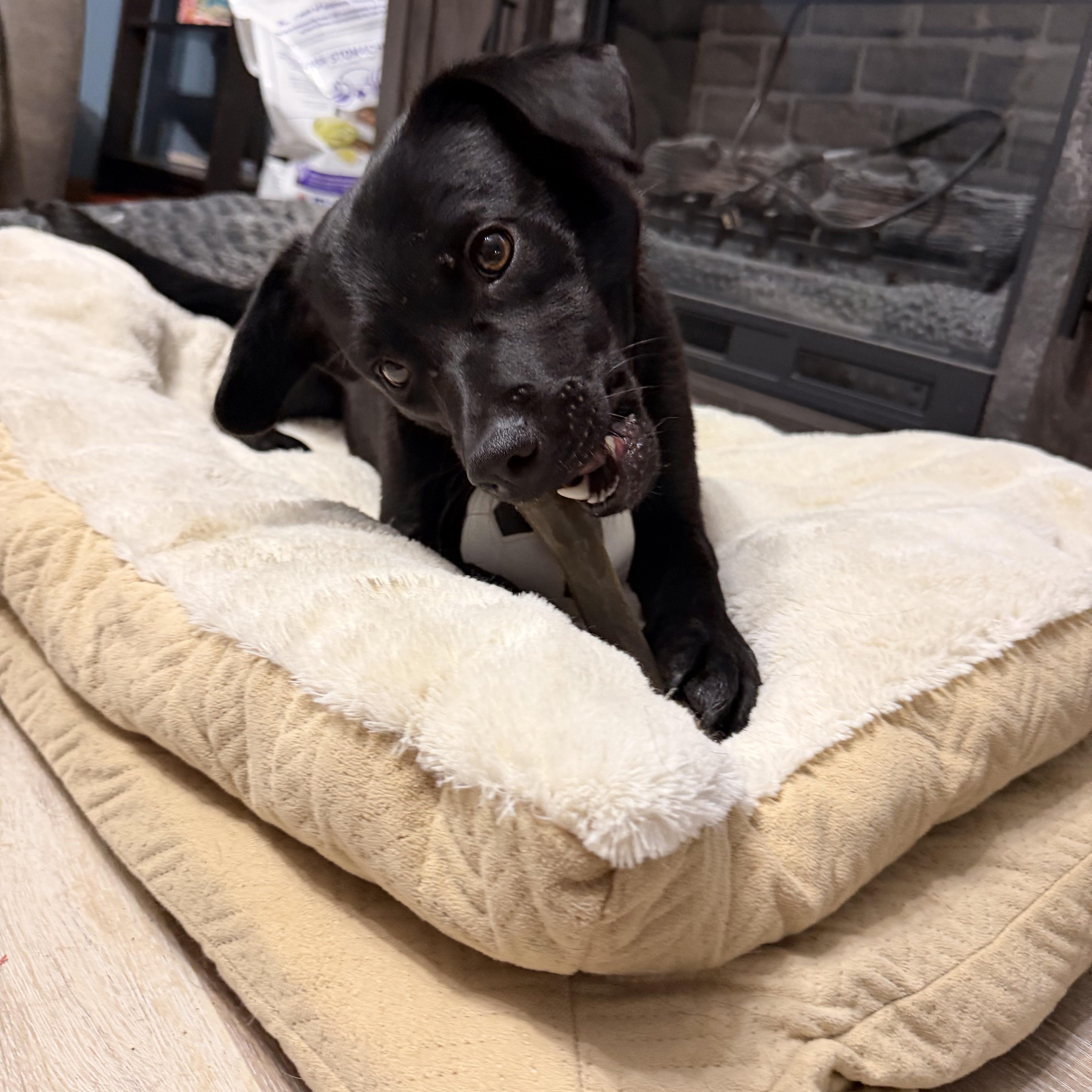 Maxx, an adopted Mixed Breed in Sioux Falls, SD image 4/5