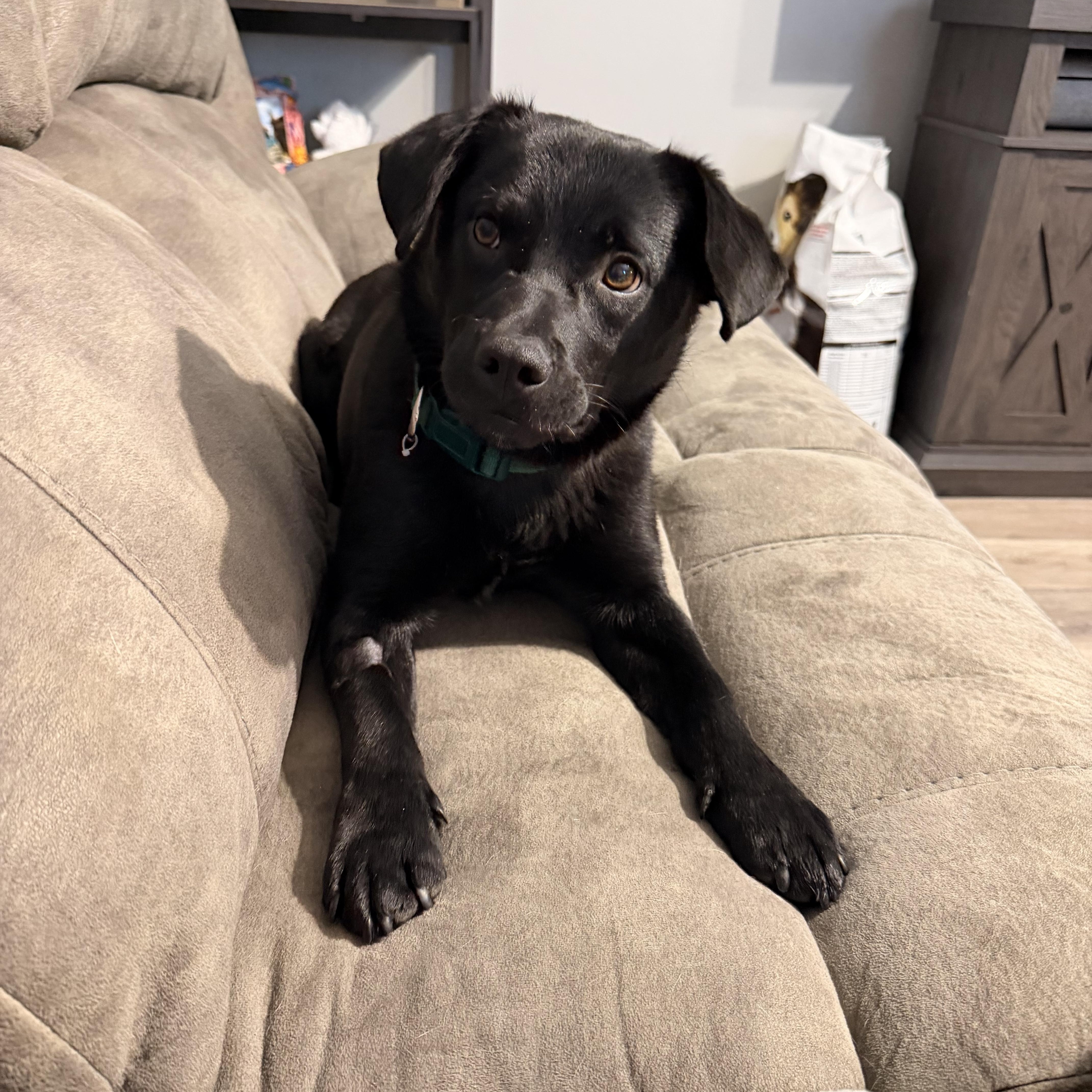 Maxx, an adopted Mixed Breed in Sioux Falls, SD image 5/5