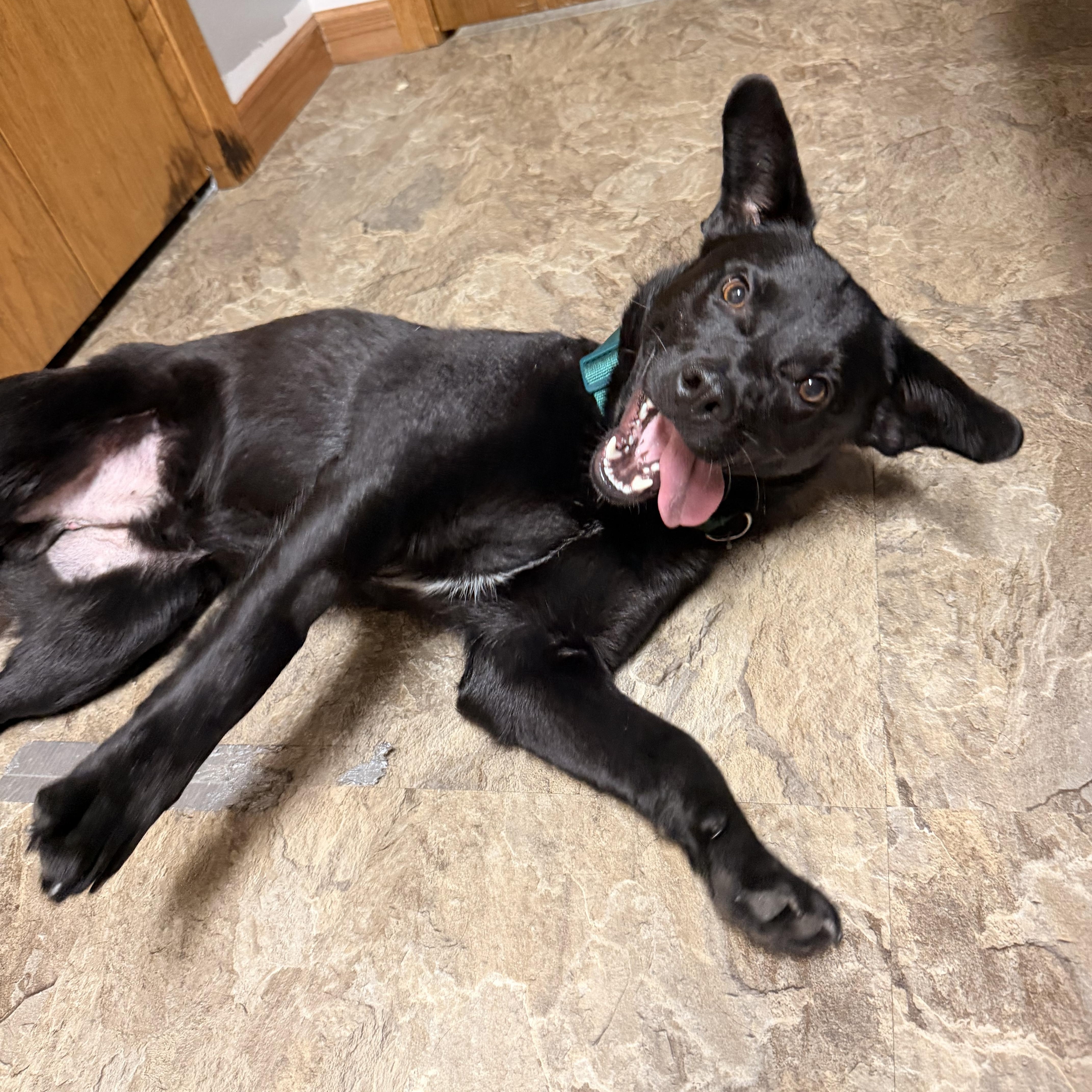 Maxx, an adopted Mixed Breed in Sioux Falls, SD image 3/5