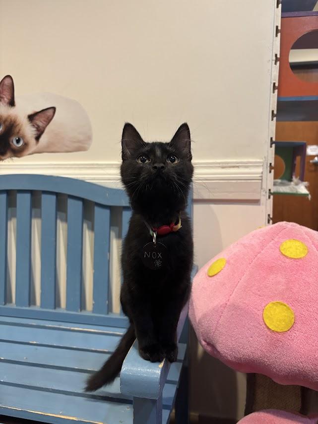 Nox, an adopted Domestic Short Hair in The Colony, TX image 4/4