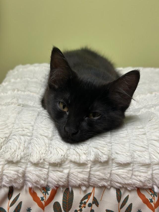 Nox, adopted, Kitten Female Domestic Short Hair.