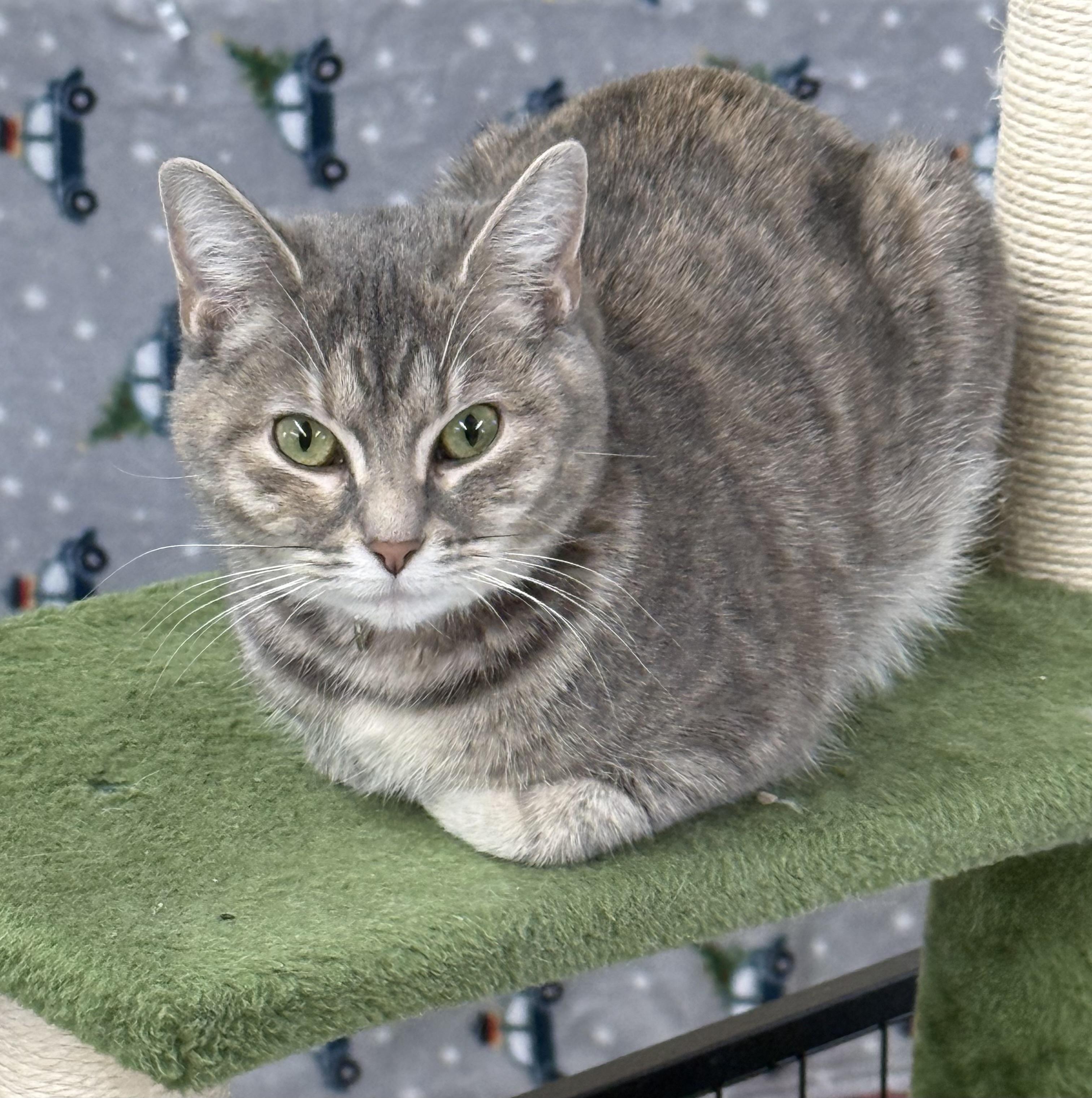 Luna, ADOPTABLE, Young Female Domestic Short Hair.