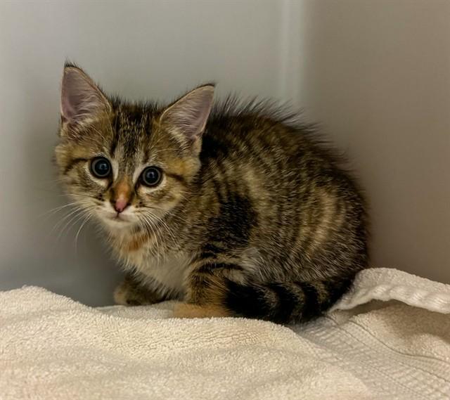 BRISTOL, Adoptable, Kitten Female Domestic Short Hair.
