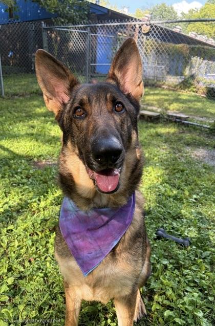 Enlarge Taz, a ADOPTABLE German Shepherd Dog in Lafayette, IN image 1/1