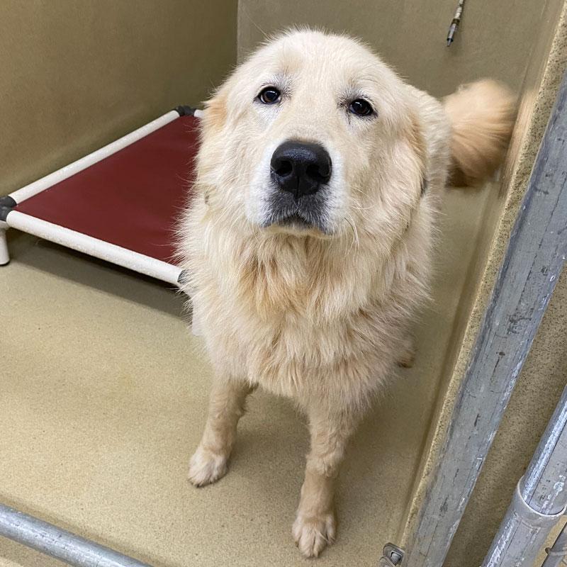 Enlarge Minnie, an adopted Great Pyrenees in Monroe, GA image 2/3
